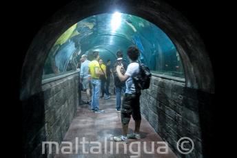 Studenti v tunelu akvária
